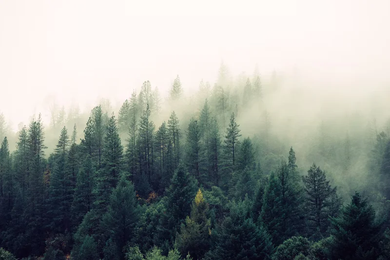 Nature scene 7